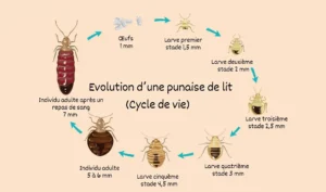 Evolution punaise de lit - cycle de vie.
